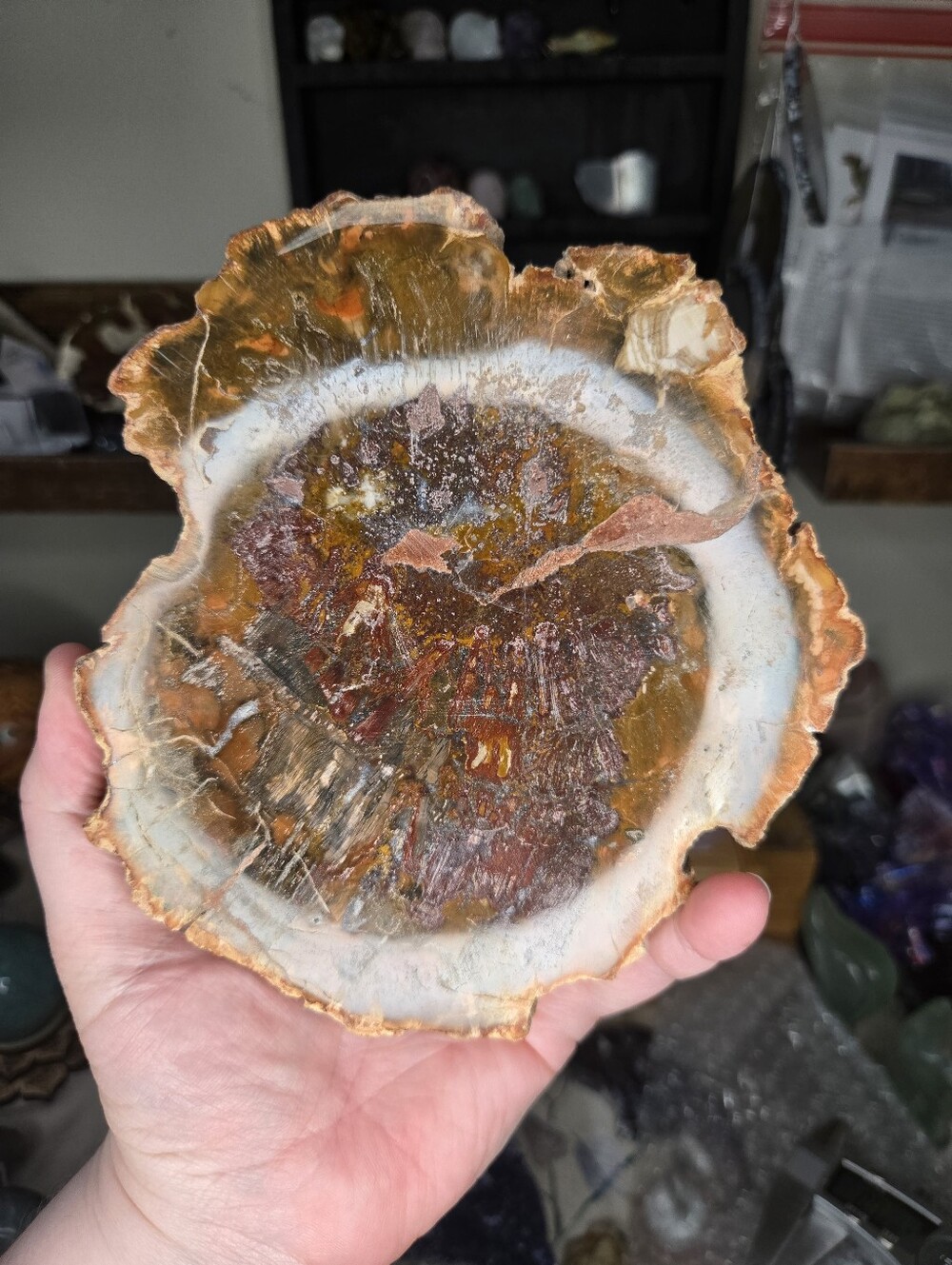 Large Petrified Wood Slab